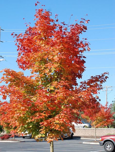 Sunset Maple Tree, Oregon Garden, Future Garden, Amazing Nature Photos, Tree Roots, Maple Tree, Growing Tree, Planting Seeds, Amazing Nature