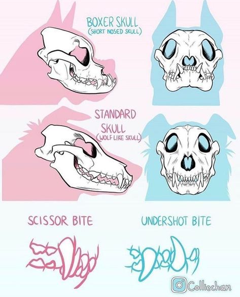 Dog Skull, Dog Anatomy, Canine Art, Drawing Style, Creature Concept Art, Anatomy Reference, Art Tutorials Drawing, Drawing Base, Drawing Reference Poses