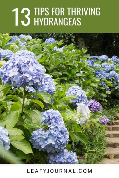 Discover the secrets to stunning and thriving hydrangeas with these 13 essential tips! Hydrangea Companion Plants, Hydrangea Leaves, Companion Plants, Hydrangea Garden, Garden Games, Plant Health, Vibrant Flower, Companion Planting, Outdoor Oasis