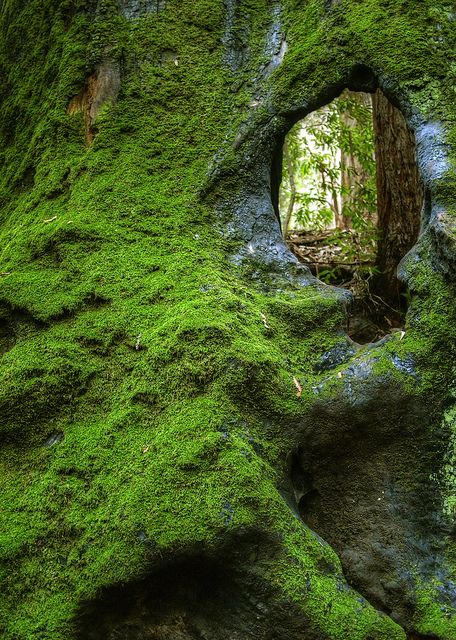 Moss Covered, Moss Garden, Image Nature, Secret Places, Land Art, Magical Places, Enchanted Forest, Big Sur, Nature Beauty