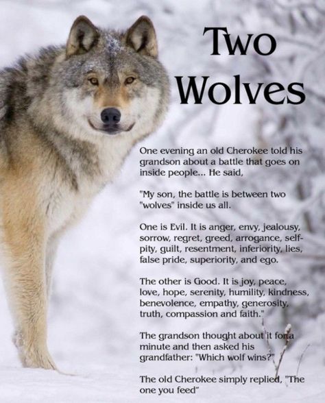 The One You Feed, Lone Wolf Quotes, Native American Wolf, American Quotes, Native American Wisdom, Two Wolves, Native American Quotes, Wolf Quotes, Wolf Spirit Animal