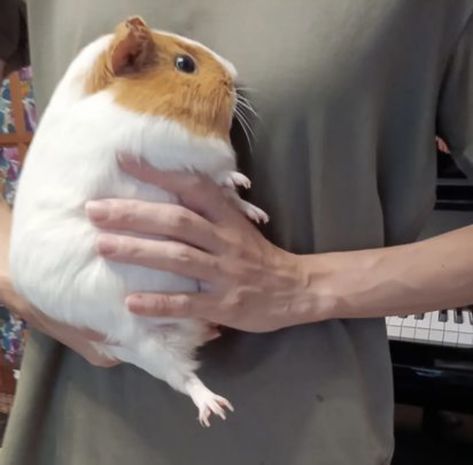 Hamster Memes, Fat Hamster, Hamster Meme, I Need Him, Memes Cute, Pets Cute, Animal Memes, Small Pets, Cute Animals