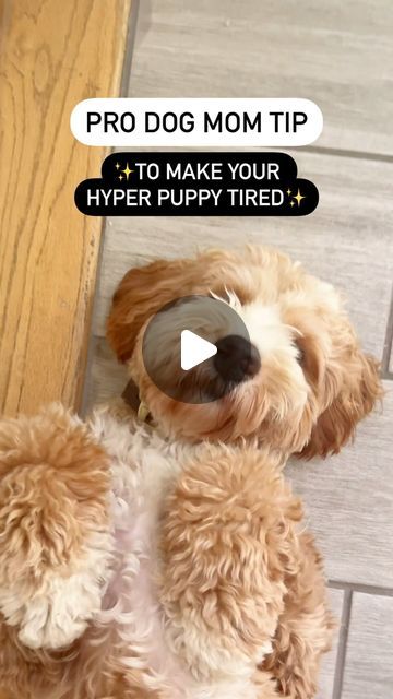 Mini Goldendoodle | Dog Mom Lifestyle Tips on Instagram: "25 min of sniffing. My dog slept after 🙌🏻

For this puppy enrichment game you will need 3 towels.

We used air-dried food from @yummerspets for dinner.

PRO TIP: loosely tie the towels together to make it less challenging

Knox has done towel enrichment games before and it took him almost 30 minutes to finish eating!!!

#canineenrichment #dogenrichment #dogenrichmentactivities #towelenrichment #hyperpuppy" Puppy Enrichment, Dog Model, Mom Lifestyle, Dried Food, Dog Enrichment, Almost 30, Enrichment Activities, Mini Goldendoodle, Dog Modeling