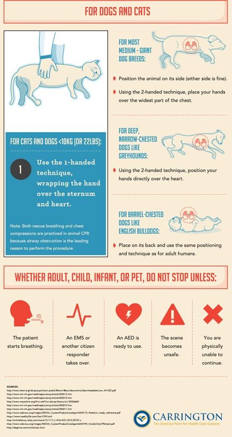 CPR - Cats and Dogs Cpr For Cats, Cat Cpr, How To Do Cpr, How To Perform Cpr, Dog Infographic, Vet Nursing, Giant Dog Breeds, American Shorthair Cat, Vet Medicine