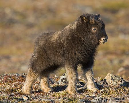 Ken Conger Photography: Nome, Alaska - Muskox calf Alaskan Animals, Tundra Animals, Rein Deer, Baby Bison, Musk Ox, Mule Deer, Manx, Animal Pics, Sweet Animals