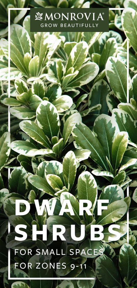 We’ve chosen 6 dwarf shrubs for zones 9-11 that are perfect for those tight spaces Small Evergreen Shrubs, Shrubs For Landscaping, Low Growing Shrubs, Evergreen Bush, Shade Shrubs, Zone 9, Small Shrubs, Living Vintage, Perennial Shrubs