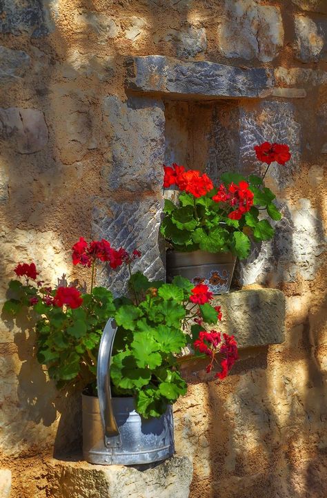 Geranium Diffuser Blend, Geranium Young Living, Pruning Geraniums, Propagating Geraniums, Geranium Planters, Geraniums Indoors, Overwintering Geraniums, Martha Washington Geranium, Cerca Natural