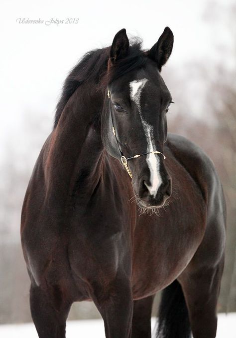 Trakehner Mare Kathiyawadi Horse, Horse Markings, Horse Inspiration, Horse Aesthetic, Black Horses, Most Beautiful Horses, Friesian Horse, Majestic Horse, Horses And Dogs