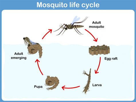 This free printable features the life cycle of a mosquito – perfect for your science class! The diagram is well labelled, easy for students to understand, and the pictures are child-friendly. For an extra project, see if your students can find any other insects that have a similar life cycle to the mosquito.   Read more at http://kidspressmagazine.com/science-for-kids/printables/misc/mosquito-life-cycle.html#ajkKVtHsA6dx7fYX.99  #science, #freeprintable, #printable, #biology, #lifecycle, #in... Mosquito Life Cycle, Insect Life Cycle, Science Life Cycles, Cycle For Kids, Nouns Activities, Emergent Curriculum, Insects Preschool, Bugs Preschool, Animal Life Cycles