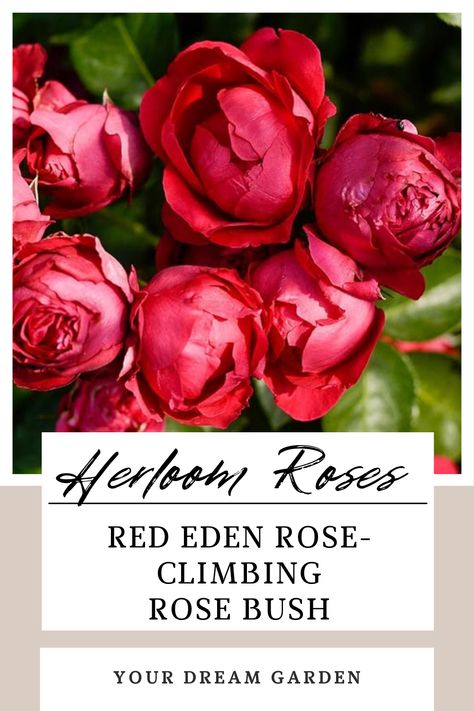 Red Eden Rose-Climbing Rose Bush Eden Climber Rose, Red Eden Rose, Eden Roses Climbing, Rose Climbing, Eden Rose, Rose Plant, Climbing Rose, Heirloom Roses, Roses Red