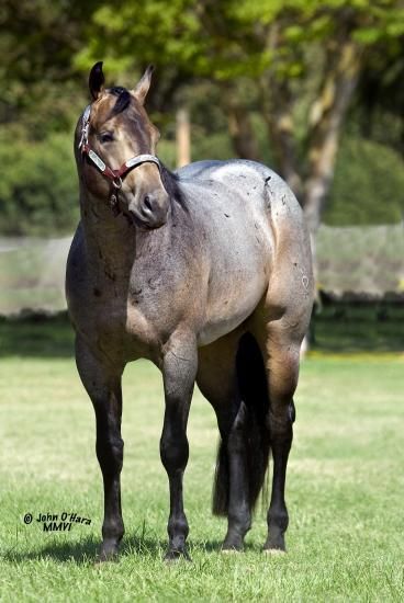 Buckskin Roan Horse, Buckskin Roan, Roan Quarter Horse, Blue Roan Quarter Horse, Blue Roan Horse, Roan Horse, Aqha Stallion, Quarter Horse Stallion, Quarter Horses