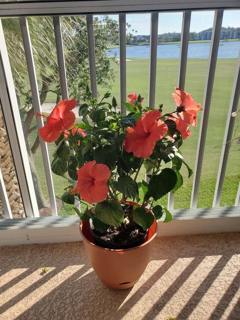 Hibiscus in 2-Gallon (s) Pot in the Tropical Plants department at Lowes.com Potted Hibiscus, Hardy Hibiscus, Hibiscus Plant, Attract Pollinators, Spring Plants, Summer Plants, Rose Of Sharon, Water Wise, How To Attract Hummingbirds