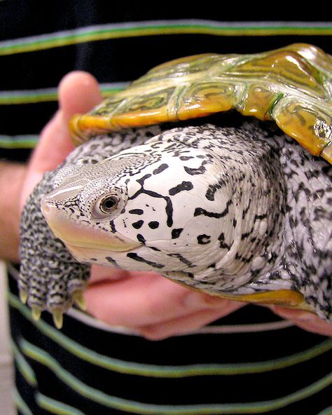 Diamondback Terrapin, Freshwater Turtles, Land Turtles, Big Turtle, Small Turtle, Sulcata Tortoise, Aquatic Turtles, Pet Turtle, Turtle Tank