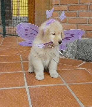 Puppies Gif, Puppy Halloween Costumes, Halloween Puppy, Animal Halloween Costumes, Puppy Costume, Princess Dog, Halloween Gif, Cute Puppy Videos, Dog Halloween Costumes