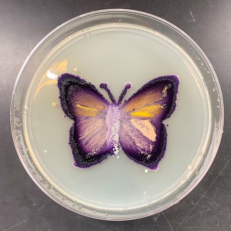 Agar Art Contest 2019: See this year’s winners Microbial Art, Agar Art, Microbiology Lab, Lab Art, Biology Projects, Labs Art, Biology Labs, Petri Dishes, Petri Dish