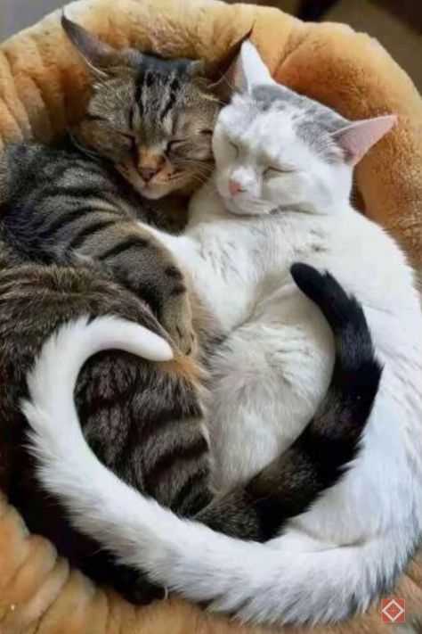 Two cute cats hugging shows just how much they can love you with the right approach. Learn how to pet a cat to make them feel cherished and enjoy more affectionate moments. Save this pin for expert advice on connecting with cute animals. Cats Holding Each Other, Animals Loving Each Other, Cute Animals Hugging, Two Animals Together, Hugging Cats, Cute Cat Aesthetic, Cats Hugging, Cat Hugging, Cats Cuddling