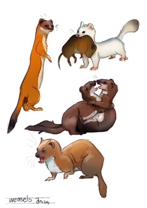 Weasel Art Illustrations, Weasel Character Design, Weasel Fursona, Mink Illustration, Cartoon Weasel, Ferret Sketch, Weasel Illustration, Weasel Drawing, Weasel Art