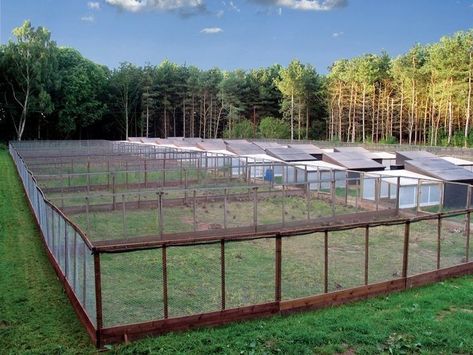 Chicken Breeding Pens, Poultry Breeding Pens, Reban Ayam, Poultry Farm Design, Free Range Chicken, Easy Chicken Coop, Chicken Shed, Chicken Barn, Chicken Pen