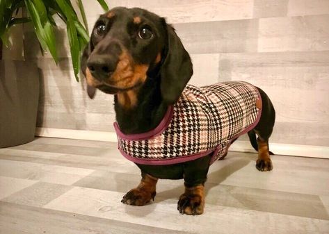 Dachshund Breed, Purple Leopard, Waterproof Coat, Wiener Dog, Spring Inspiration, Dachshund Dog, Dog Coats, New Puppy, Comfortable Fashion