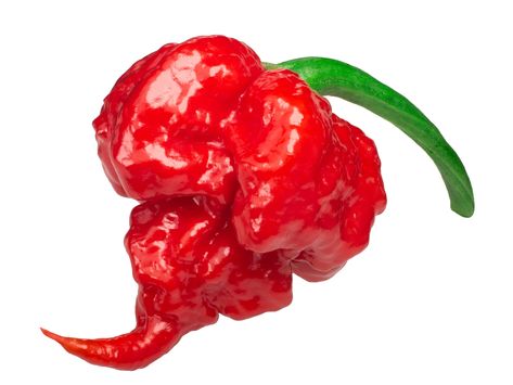 Growing Hot Pepper, Carolina Reaper Pepper, S Pellegrino, Carolina Reaper, Rose Seeds, Hot Pepper Sauce, Hottest Chili Pepper, Seed Germination, Pepper Seeds