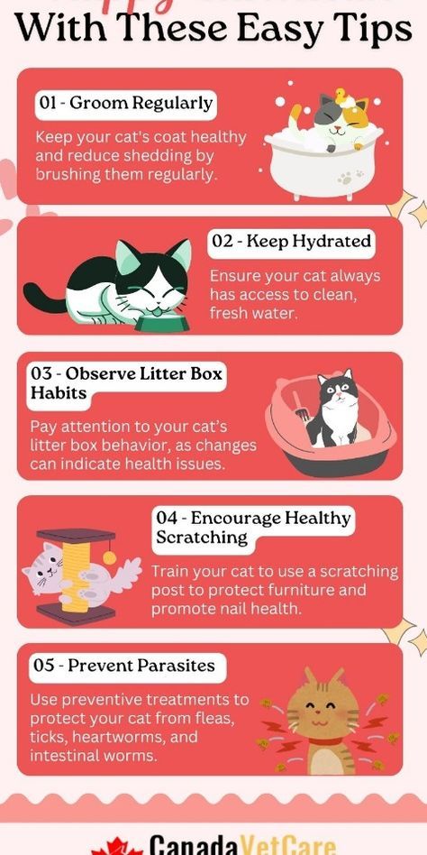 Cat Hygiene, Cat Owner Hacks, Cats Happy, Health And Hygiene, Cat Language, Outdoor Cat House, Cat Info, Cat Hacks, Cat Care Tips