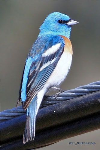 Lazuli Bunting Lazuli Bunting, Bullfinch, Bird Watchers, Exotic Birds, Pretty Birds, Bird Art, Pacific Northwest, Beautiful Birds, Bunting