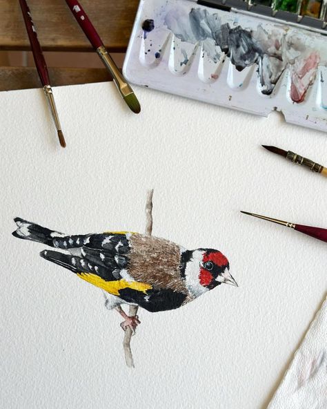 Saloni | Watercolor and Guache Artist | Quick watercolor study of a European Goldfinch (Carduelis carduelis). Took a break from travel sketching to paint this. It was so fun… | Instagram Sketch And Paint, Quick Watercolor, European Goldfinch, Travel Sketching, Watercolor Study, Watercolor Birds, Travel Sketches, Goldfinch, Watercolor Bird