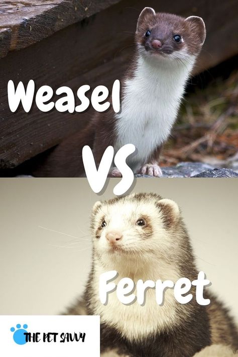 Weasel Pet, Ferret Food, Ferret Cage, Best Bedding, Love Well, Spot The Difference, Pet Home, Character Development, Ferret