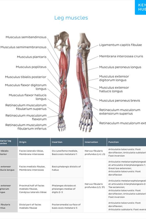 If you’ve ever attempted to learn the #origins, #insertions, #innervations, and #functions of all 600+ muscles in the body… you’ll know what a soul-destroying task it can be. That’s why we created muscle anatomy charts; your condensed, no-nonsense, easy to understand learning solution.

Split into four eBooks, the first one is completely free. Just follow the link and download it on iTunes. Muscle Function Anatomy, Muscles Origin And Insertion, Muscle Origin And Insertion Chart, Physical Therapy Quotes, Muscle Names, Functional Anatomy, Lower Limb Muscles, Muscles In The Body, Peroneus Longus