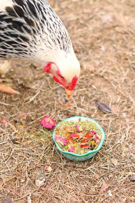 What Do Chickens Eat? | Pampered Chicken Mama Chicken Dewormer, Nesting Box Herbs, Chicken Mama, Chicken Eating, Herb Gardening, Nesting Box, Backyard Chickens, Pet Chickens, A Chicken