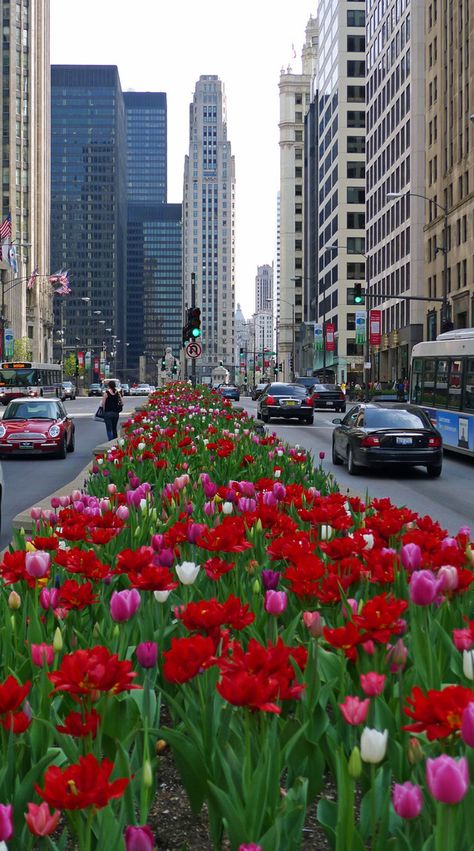 Indian Buildings, Tulips Bloom, Public Art Installation, Beautiful Sculptures, Chicago Aesthetic, Architecture Firms, Chicago Pictures, Magnificent Mile, Chi Town