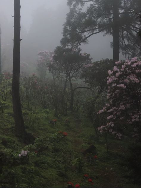 Dark Spring, Dark Naturalism, Dark Forest Aesthetic, Dark Green Aesthetic, Foggy Forest, Dark Nature Aesthetic, Fantasy Forest, Pretty Landscapes, Dark Photography