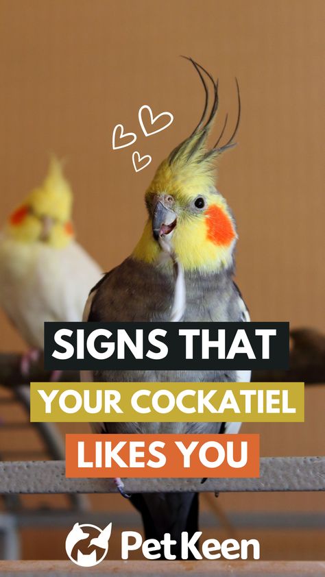 No doubt, the cockatiel is an adorable little pet bird, and when you know how to spot the signs that she loves you, your relationship only gets better! Cockatiel Aesthetic, Cockatiel Wallpaper, Parrot Treats, Parrot Cockatiel, Bird Footprint, Cockatiel Care, Cockatiel Bird, She Loves You, 8th Sign