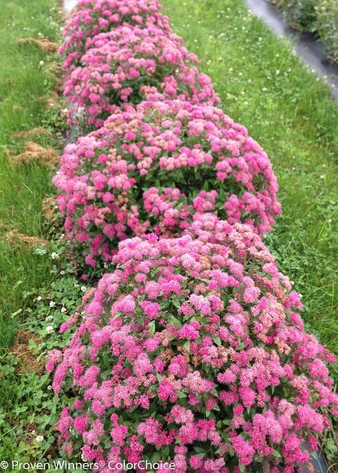 Spirea Shrub, Mass Planting, Pink Spring Flowers, Garden Vines, Planting Plan, Foundation Planting, Garden Shrubs, Flower Landscape, Gardens Flowers