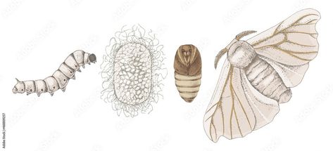 Cocoon Drawing, Cicadas Illustration, Butterfly Cocoon Drawing, Cocoon Illustration, Butterfly Breaking Out Of Cocoon, Silkworm Cocoon Art, Moth, Art Drawings, Drawings