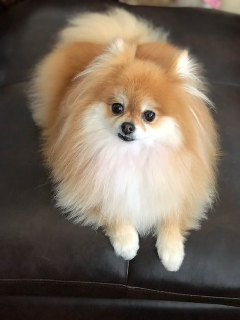 Princess Peach 🍑 Mini Pomeranian, Spitz Pomeranian, Cute Fluffy Dogs, Cute Pomeranian, Pet Corner, Really Cute Dogs, Puppies And Kitties, Cute Dog Pictures, Up Dog