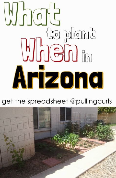 What to plan, and when in Arizona (with a printable chart!) #pullingcurls Arizona Gardens, What To Plant When, Arizona Plants, Desert Gardening, Southwest Landscape, Arizona Backyard, Arizona Gardening, Planting Guide, Arizona House