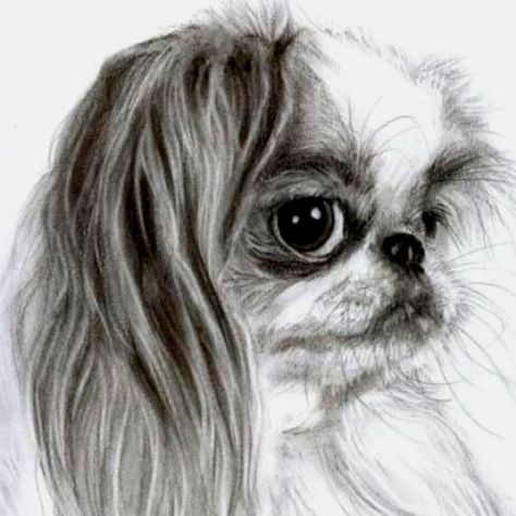 Japanese Chin....Betty Davis Eyes... Japanese Chin Puppies, Dog Japanese, Japanese Chin Dog, Betty Davis, Chin Chin, Japanese Chin, Funny Animal Photos, Dog Eyes, Rare Breed