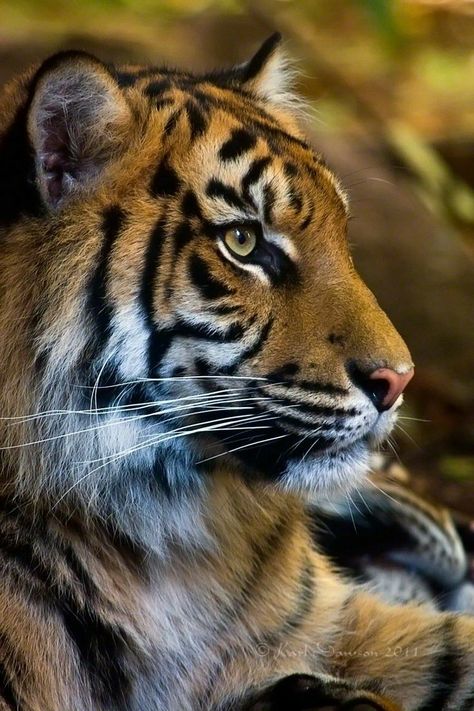 Absolutely beautiful Tiger Portrait, Sumatran Tiger, Photo Animaliere, Gato Grande, Tiger Pictures, Majestic Animals, Cheetahs, A Tiger, Large Cats