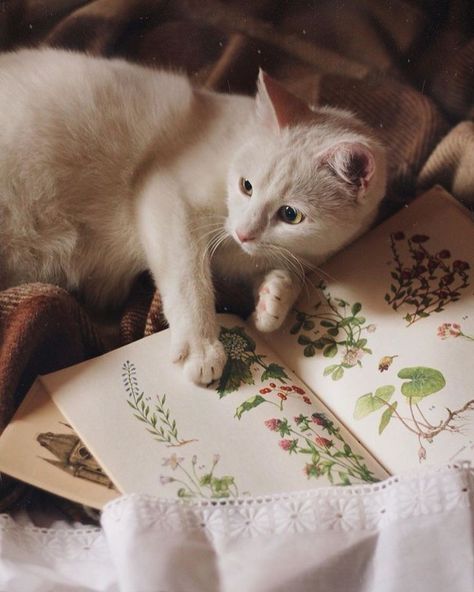 The Winds Of Winter, Cottage Core Aesthetic, Cottagecore Aesthetic, Cat Aesthetic, Arte Animal, Pics Art, Aesthetic Vintage, White Cat, Animals Friends