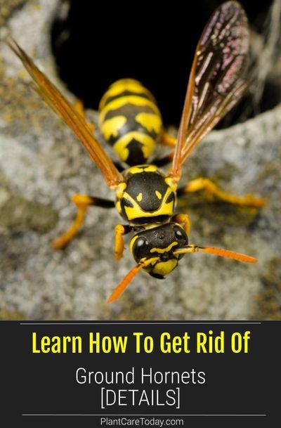 Tips On How To Get Rid Of Hornets - Ground hornets ferocious predators, feed on beneficial insects important to the garden eco-system. [DETAILS] Hornet Trap, Wasp Killer, Household Bugs, Ground Bees, Wasp Repellent, Repellent Diy, Building Raised Beds, Rid Of Bed Bugs, Hornets Nest