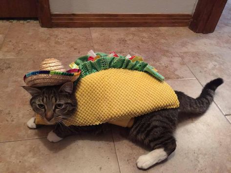 Taco Hat, Taco Cat, Dancing Cat, Halloween Contest, Halloween Cat, Cat Photo, Cat Day, Cat Toys, Cool Cats