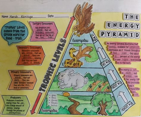 Flow Of Energy In An Ecosystem, Energy Pyramid Project, Trophic Levels Pyramid, Ecosystem Drawing Ideas, Ecosystem Project Ideas, Food Chain Poster, Ecosystem Poster, Ecosystem Drawing, Ecology Notes