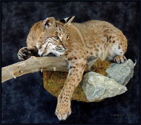 Bobcat down! [Archive] - ArcheryTalk Forum: Archery Target ... Bobcat Taxidermy, Bobcat Mounts, Hunting Mounts, Deer Mount Ideas, Bob Cats, Animal Wall Mount, Hunting Ideas, Animal Mounts, Taxidermy Decor