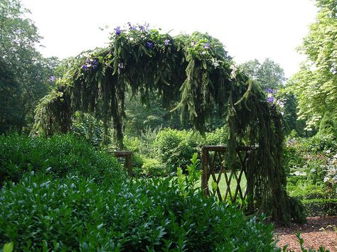 weeping norway spruce | photo Weeping Spruce, Weeping Norway Spruce, Weeping Trees, Conifers Garden, Norway Spruce, Landscaping Trees, Beautiful Yards, Garden Design Plans, Forest Garden