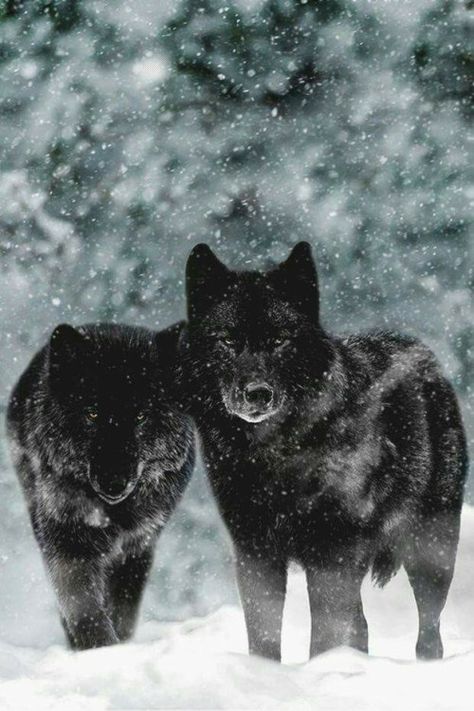 Via Pinterest _____________ Via Pinterest Wolf Husky, Wolf Photos, Wolf Love, Wild Wolf, Wolf Pictures, Wolf Spirit, Beautiful Wolves, Wild Creatures, Wild Dogs