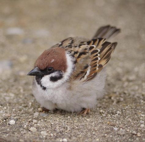 Baby Sparrow, Critters 3, Mystical World, Baby Bird, Cute Birds, Forest Animals, Birds Painting, 귀여운 동물, Woodland Animals