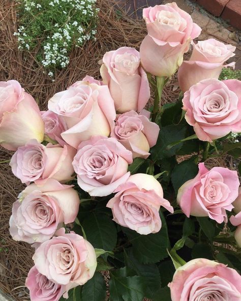 The Potting Shed on Instagram: ““Gotta have Faith...” Gorgeous Pinky-Lavender “Faith” Roses- an oldie but a goodie 💫 #faithroses #faith #pinkylavender #roses #roselovers…” Faith Rose, Potting Shed, Winery Wedding, Winery Weddings, Have Faith, Beautiful Flowers, Shed, Lavender, Roses