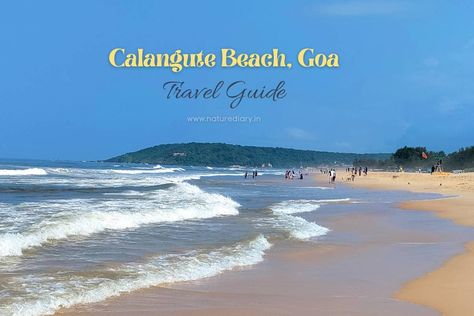 ... Read more The post Calangute Beach, Goa – What To Expect? appeared first on NatureDiary. Calangute Beach Goa, Goa Travel, Seaside Hotel, Beach Packing, Arabian Sea, Goa India, Aerial Video, Beach Shack, Parasailing