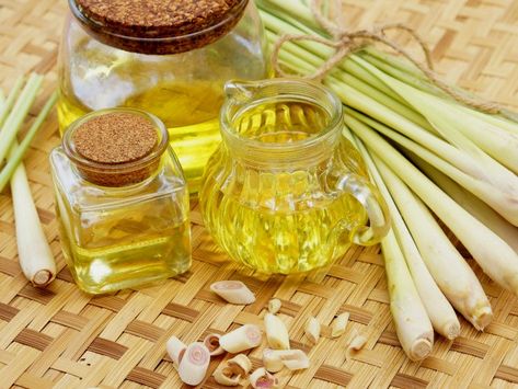 Lemongrass essential oil reduces pain and inflammation in muscles, joints and teeth, helps in bringing down fever, increases urination, and acts as an antiseptic. Essential Oils For Thyroid, Lemongrass Plant, Lemongrass Oil, Essential Oils For Hair, Fruit Flies, Lemongrass Essential Oil, Jet Lag, Best Essential Oils, Herbal Extracts